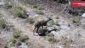 Colocaron cámaras en El Desierto de Los Leones y fueron captados linces, venados, coyotes…