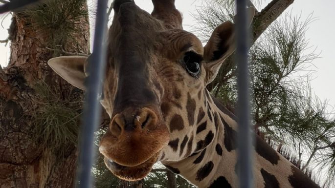 Jueza ordena trasladar a la jirafa Benito a Africam Safari de Puebla