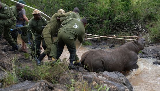 Kenia inicia la titánica misión de reubicar a 21 rinocerontes