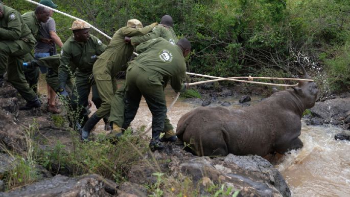 Kenia inicia la titánica misión de reubicar a 21 rinocerontes