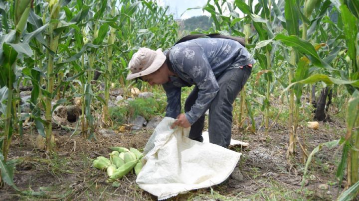 México rompió récord en la importación de maíz durante 2023