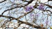 Sorprende que jacarandas estén floreciendo en invierno, pero ¿es bueno?