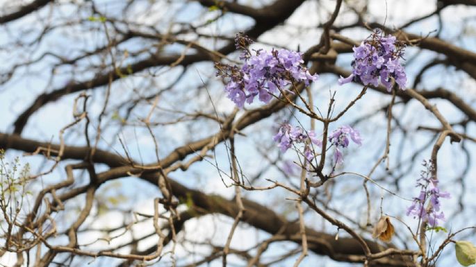 Sorprende que jacarandas estén floreciendo en invierno, pero ¿es bueno?