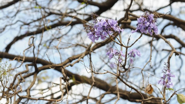 Sorprende que jacarandas estén floreciendo en invierno, pero ¿es bueno?