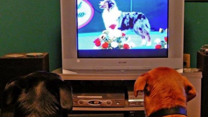 ¿Qué programas prefieren ver los perros en televisión?