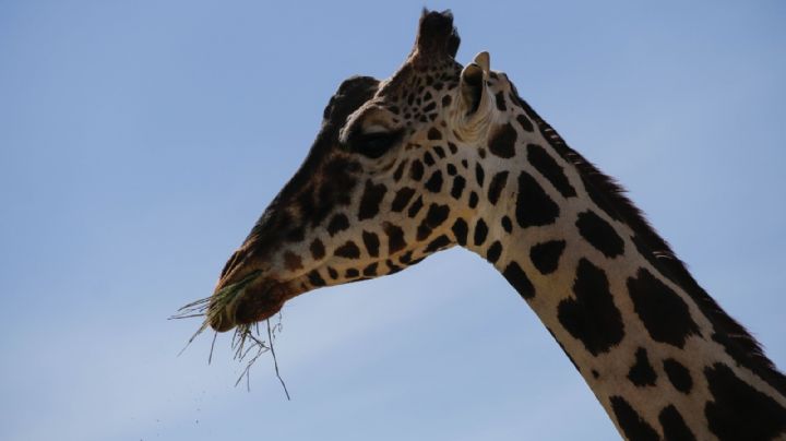 La jirafa Benito inicia su viaje de dos mil kilómetros hacia el parque Africam Safari (Video)