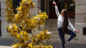 Polanco y Campo Marte se engalanarán con el “Festival de Flores y Jardines”