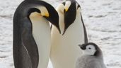 Científicos descubren colonias desconocidas de pingüinos emperador en la Antártida