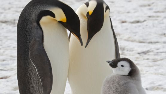 Científicos descubren colonias desconocidas de pingüinos emperador en la Antártida