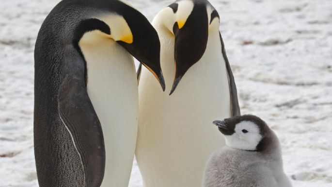 Científicos descubren colonias desconocidas de pingüinos emperador en la Antártida