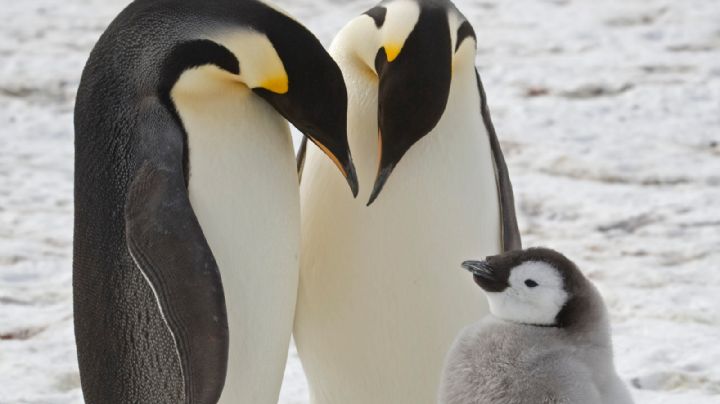 Científicos descubren colonias desconocidas de pingüinos emperador en la Antártida