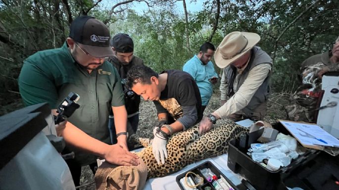 Impulsa Tamaulipas conservación del jaguar con estaciones de fototrampeo