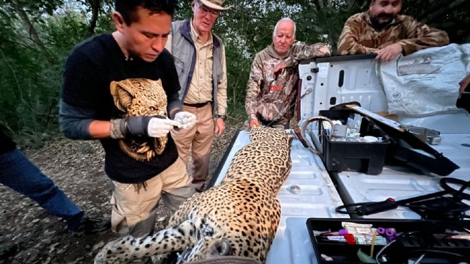 Impulsa Tamaulipas conservación del jaguar con estaciones de fototrampeo