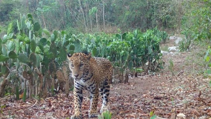 Impulsa Tamaulipas conservación del jaguar con estaciones de fototrampeo