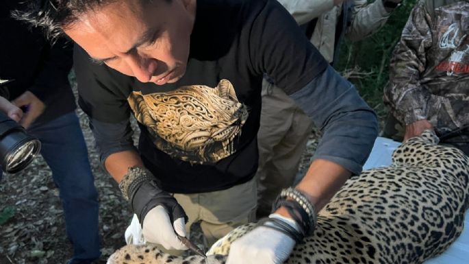 Impulsa Tamaulipas conservación del jaguar con estaciones de fototrampeo