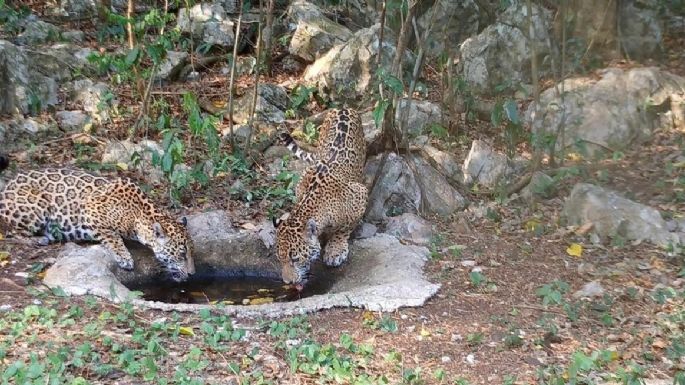 Impulsa Tamaulipas conservación del jaguar con estaciones de fototrampeo