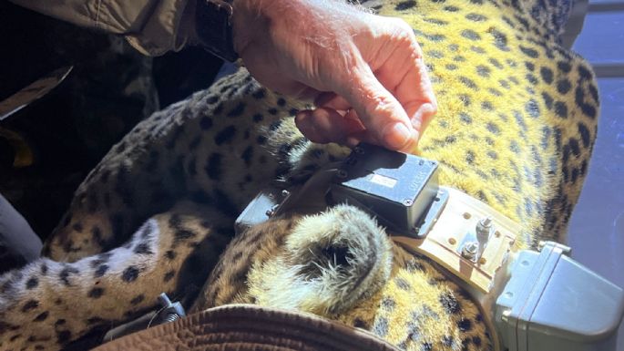 Impulsa Tamaulipas conservación del jaguar con estaciones de fototrampeo