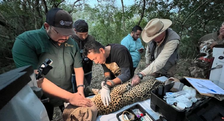 Impulsa Tamaulipas conservación del jaguar con estaciones de fototrampeo