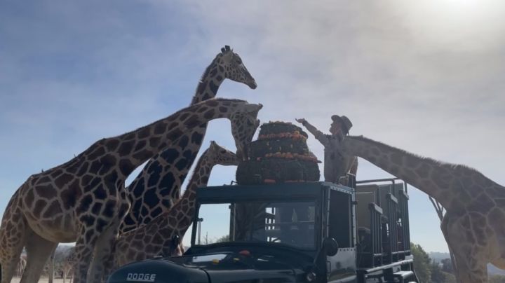 La jirafa Benito se integra a su nueva familia en Africam Safari (Video)