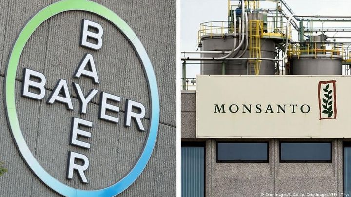Se prepara “albazo” jurídico a favor de la trasnacional Bayer-Monsanto, alerta Sin Maíz No Hay País
