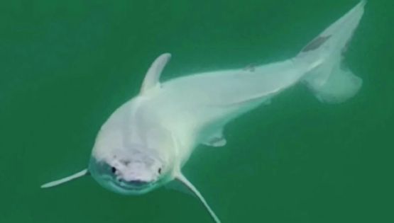 Primeras imágenes de un tiburón blanco recién nacido