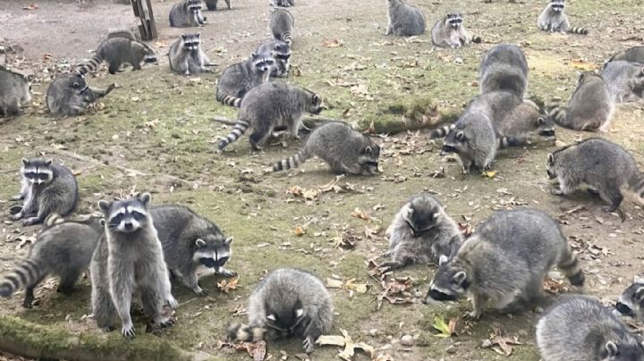 Un centenar de mapaches invaden la casa de una mujer (Video)