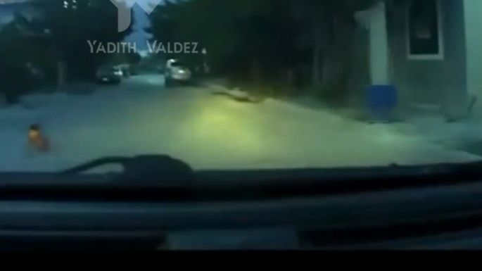 Se viraliza video de un bebé que gatea en medio de la calle en Nuevo León