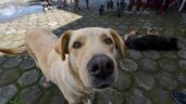 PVEM busca regular criaderos de perros y gatos, y prohibir su venta en tianguis