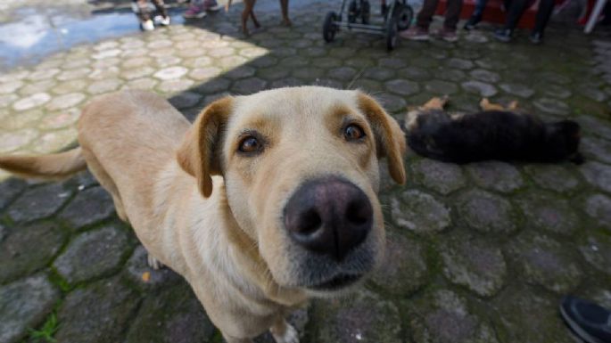 PVEM busca regular criaderos de perros y gatos, y prohibir su venta en tianguis