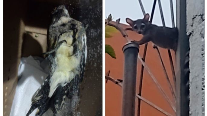 Rescatan a un cacomixtle, un pájaro carpintero y una serpiente de cascabel en la CDMX