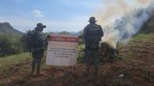 Marina destruye plantío con seis toneladas de mariguana en Culiacán atribuida a “Los Chapitos”