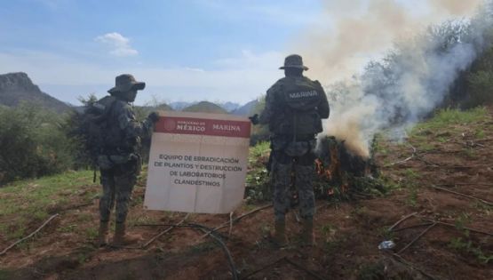 Marina destruye plantío con seis toneladas de mariguana en Culiacán atribuida a “Los Chapitos”