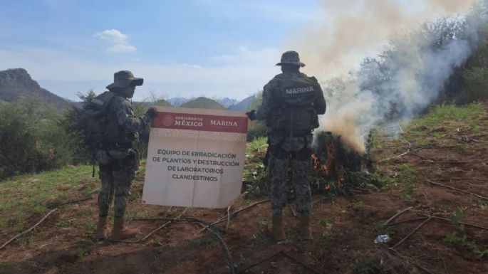 Marina destruye plantío con seis toneladas de mariguana en Culiacán atribuida a “Los Chapitos”