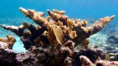 Más del 40% de las especies de coral se enfrentan a la extinción