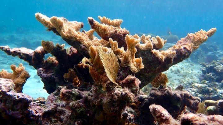 Más del 40% de las especies de coral se enfrentan a la extinción