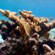 Más del 40% de las especies de coral se enfrentan a la extinción