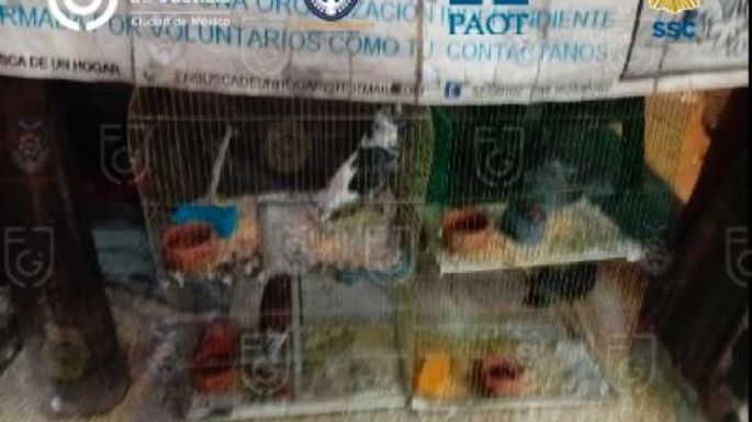 Rescatan perros y palomas de presunto maltrato animal en Narvarte