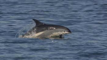 Hallan los restos mutilados de un delfín en playa de Nueva Jersey