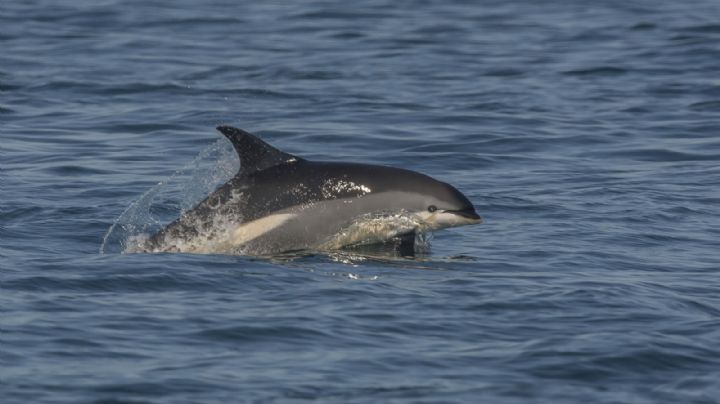 Hallan los restos mutilados de un delfín en playa de Nueva Jersey