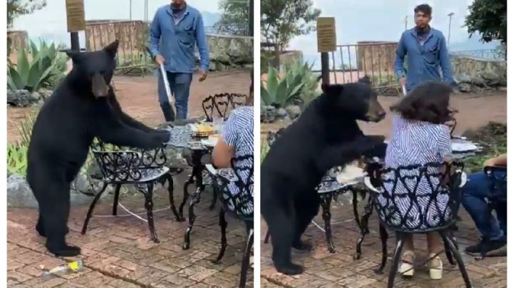 Oso ataca a una mujer en el Parque Ecológico de Chipinque, en Nuevo León (Video)