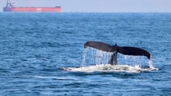 Las orcas siguen arrastrando sustancias tóxicas prohibidas hace décadas