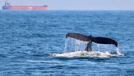 Las orcas siguen arrastrando sustancias tóxicas prohibidas hace décadas