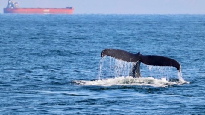 Las orcas siguen arrastrando sustancias tóxicas prohibidas hace décadas