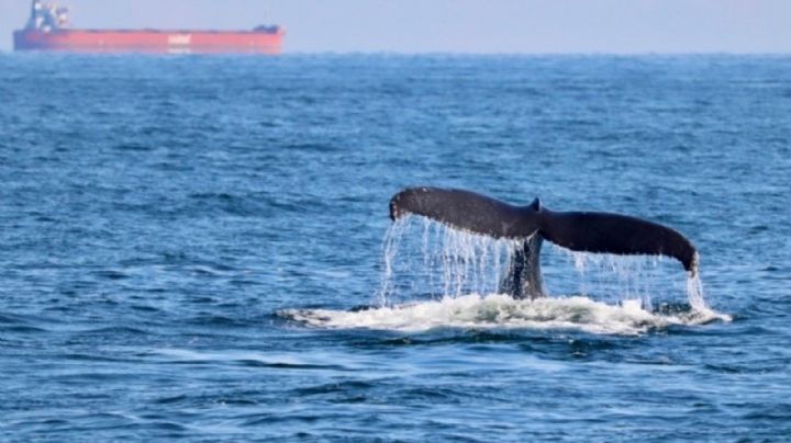 Las orcas siguen arrastrando sustancias tóxicas prohibidas hace décadas