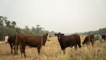 Del bosque al volante: cómo el cuero italiano de lujo proviene de tierras arrasadas en Paraguay