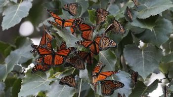 EU planea declarar a las mariposas monarca como especie amenazada