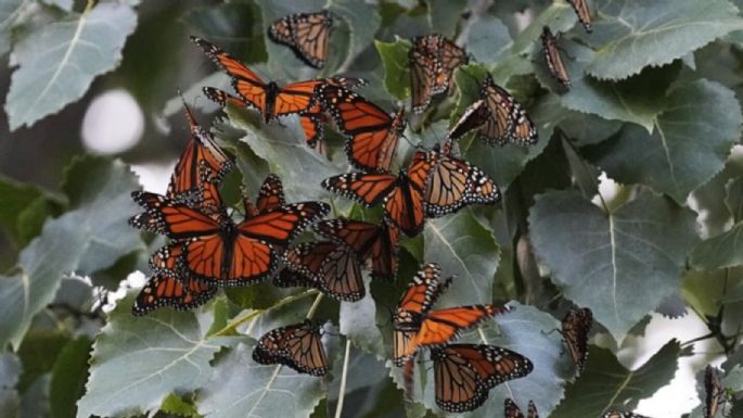 EU planea declarar a las mariposas monarca como especie amenazada