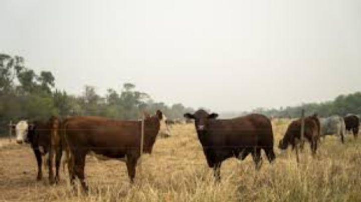 Del bosque al volante: cómo el cuero italiano de lujo proviene de tierras arrasadas en Paraguay