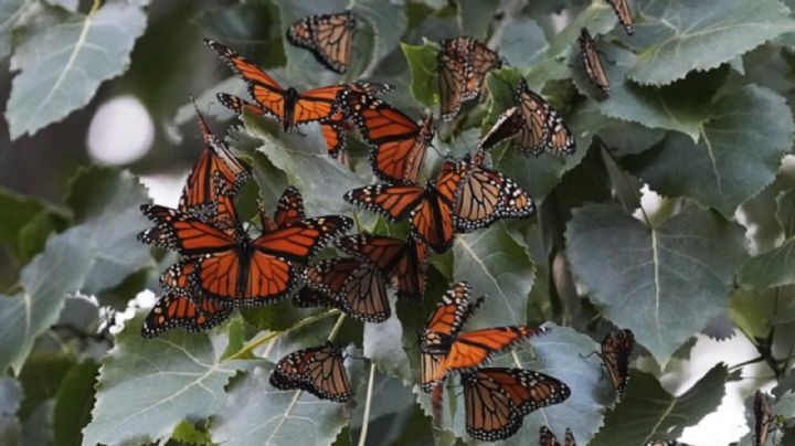 EU planea declarar a las mariposas monarca como especie amenazada