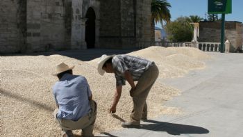 Con AMLO, una estrategia para perder ante el maíz transgénico, denuncian expertos